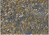 Goanna Dreaming